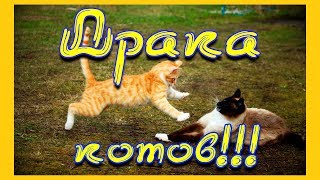 Драка котов. Бои с кошками