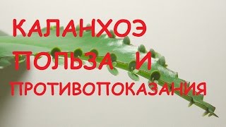 Каланхоэ.  Лечебные свойства и противопоказания.