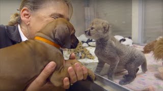 子供時代に出会った犬とチーター。その後２年経っても、２匹はやはり互いに無二の親友です。