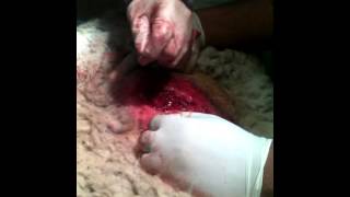 une partie vidéo de césarienne chez une brebis ( Dr BELGOT HAMZA et Dr SEIF DINE BEN ALI)