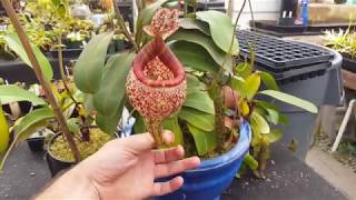 Extreme Nepenthes Pitchers