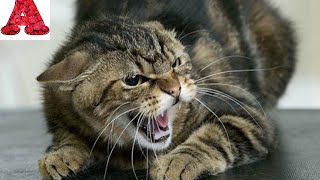 Бешеная кошка нападает на людей! Ужас.