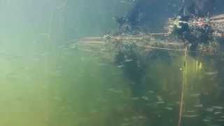 Подводный мир Липецкой области- река Матыра