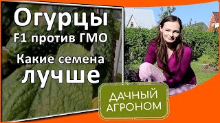 3 важных факта об огурцах, от которых огурцы отлично плодоносят