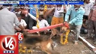 Indore people performs dogs marriage for rains