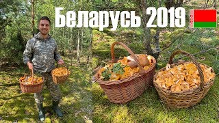 Беларусь грибы 2019! Минск и Минская область.