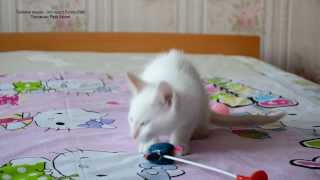 Тайские котята солнечного окраса! Тайские кошки - это чудо! Funny Cats