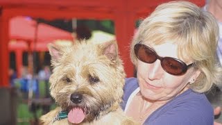 Festival Cairn Terrier - Derby