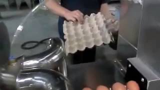 Máy rửa trứng gà vịt tự động