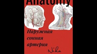 Артерии большого круга кровообращения. Наружная сонная артерия