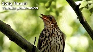 Song Thrush Birdsong