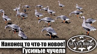 Наконец то что-то новое! Гусиные чучела ( Sevenbirds.ru )