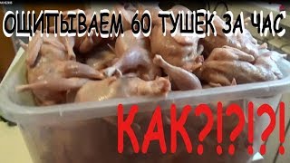 ВИРТУОЗНОЕ ОЩИПЫВАНИЕ 60 тушек перепела ЗА 1 ЧАС Перощипальная машинка своими руками