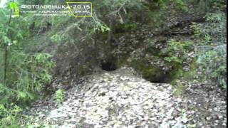 ID11495/Природный парк "Самаровский чугас"/Барсук заготавливает сухую листву для гнезда