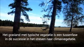 Rondrit over de Veluwe de strijd tegen successie 2
