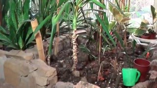 Драцена и Кордилина. Уход, Полив, Способы Размножения
