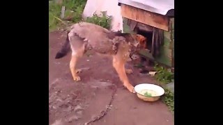 Собаку укусил энцефалитный клещ!
