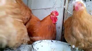 Продажа инкубационных яиц, цыплят, кур, петухов 2018