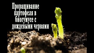 ПАН89. Картофель в дождевых червях. Проращивание. Супер! Большой урожай картофеля гарантирован.
