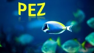 ¡Bajo El Mar! Animales Marinos Para Niños, Sea Animals in Spanish for Children (Canción Infantil) HD