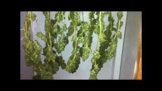 150w hps Ak-47 DWC Grow