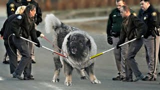 Эти Породы СОБАК Запрещены Во Многих Странах. Вот Почему...