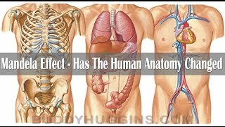 Mandela Effect - Has the human anatomy changed