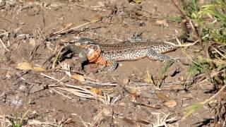Iguana Chilena Comiendo Lagarto Nítido