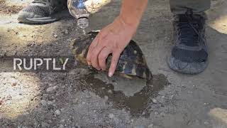 Greece: Houses, forests burned as helicopters continue to battle wildfires in Athens suburb