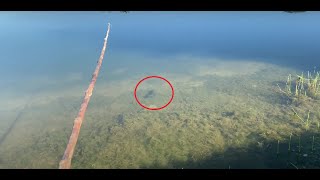 PESCA RAIZ NA FAZENDA PACU