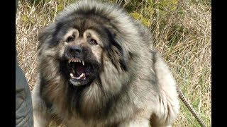 кавказская овчарка наша охранная собака