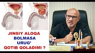 #128 DOKTOR D: JINSIY ALOQA BO'LMASA URUG' QOTIB QOLADIMI?