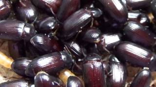 Макровидео: Жук-Знахарь Ulomoides dermestoides (Coleoptera: Tenebrionidae) В Культуре В Украине