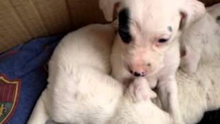 Se regalan perritos!!! ahi 10 para regalar