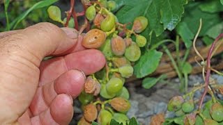 Солнечный ожог винограда. Что делать?