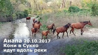 Анапа 20.10.2017 Кони в Сукко идут вдоль реки