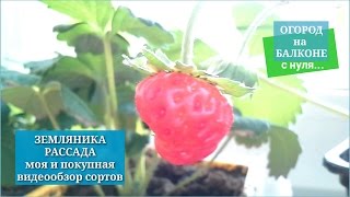 РАССАДА покупная и моя #ЗЕМЛЯНИКА  #ОГОРОД на БАЛКОНЕ с нуля
