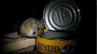 Хозяева зимовья
