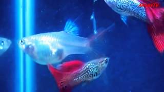 ПОРОДИСТЫЕ ГУППИ | ПОРОДА "СУПЕР КРАСНОЕ КРУЖЕВО" ( Guppy super red lace )