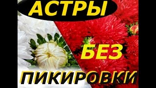 ВЫРАЩИВАНИЕ АСТРЫ ИЗ СЕМЯН БЕЗ ПИКИРОВКИ ! СУПЕР СПОСОБ !