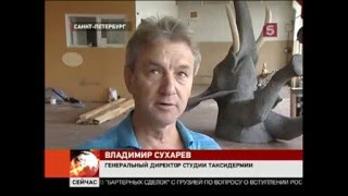 Студия таксидермии Владимира Сухарева