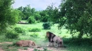Surprise Encounter NKuhuma Male Approaches HairyBelly Matimba