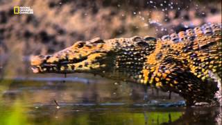 National Geographic HD: Природная инженерия. Выживание в джунглях