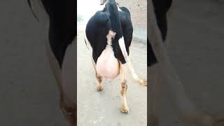 Hf cow