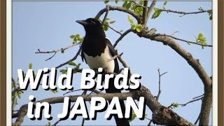 日本の野鳥　Wild Birds of Japan