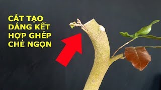 Cắt tạo dáng và ghép giống 12 cánh cho mai vàng