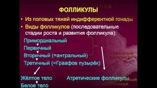Женская половая система. 3. Фолликулогенез. Овариальный цикл. Эндокринная функция. Регуляция