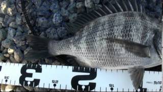 Not difficult, black sea bream fishing in Japan.　"THE OTOSHIKOMI"
