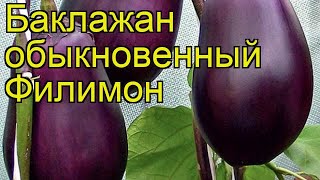 Баклажан обыкновенный Филимон. Краткий обзор, описание характеристик, где купить саженцы Filimon