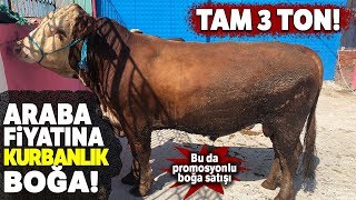 3 Tonluk Kurbanlık Boğa 'Kocaman' Araba Fiyatına Satışta